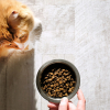 Illustration : "Pourquoi la transition alimentaire est-elle importante pour son chien ou son chat et comment la mettre en place ?"