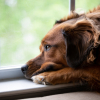 Illustration : "Comment gérer l’anxiété de séparation chez son chien ou son chat ?"