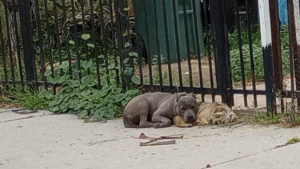 Illustration : "Deux chiennes abandonnées se tiennent chaud mutuellement en attendant les secours"