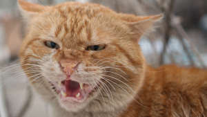 Illustration : "Les chats roux ont un truc en plus, comme le prouvent ces 20 photos épiques"