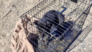 Illustration : "Ce jeune chien avait été abandonné à son sort dans une cage, derrière un supermarché"