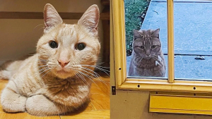 Illustration : "Après de longues années d’errance, un chat jette son dévolu sur une maison en espérant qu’elle devienne son foyer (vidéo)"