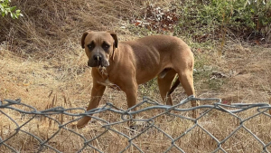 Illustration : "Errant depuis des mois près d’une autoroute, un chien craintif trouve du réconfort auprès d’un ami improbable (vidéo)"