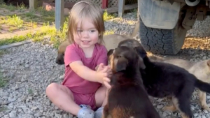 Illustration : "Une petite fille au grand cœur découvre des chiots abandonnés et se lie d'amitié avec eux (vidéo)"
