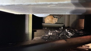 Illustration : "Ce chat caché dans une usine et découvert par les ouvriers ne voulait pas sortir de sa cachette"
