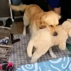 Illustration : Se sentant seul, ce Golden Retriever trouve du réconfort auprès d’un chien en peluche avant de recevoir le cadeau de sa vie (vidéo)