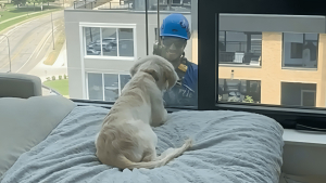 Illustration : "Un chiot curieux découvre un drôle de nouvel ami en regardant par la fenêtre (vidéo)"