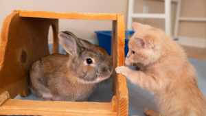 Illustration : "Un chaton surmonte son trouble neurologique grâce à ses amis lapins et apprend à remarcher"