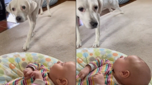 Illustration : "L’émouvante rencontre entre une chienne aveugle et le bébé dont elle entend les pleurs depuis des mois"