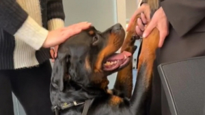 Illustration : "Contraint d’accompagner sa maîtresse dans une réunion de travail, cet adorable Rottweiler a conquis tous les cœurs (vidéo)"