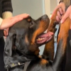 Illustration : Contraint d’accompagner sa maîtresse dans une réunion de travail, cet adorable Rottweiler a conquis tous les cœurs (vidéo)