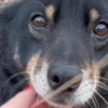 Illustration : "Cette chienne attend son maître qui l'a abandonnée pendant une semaine sur le bord de la route avant de tomber sur la personne qu'il fallait (vidéo)"