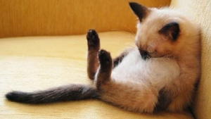 Illustration : "20 photos de chats pas comme les autres, retrouvés dans des positions invraisemblables"