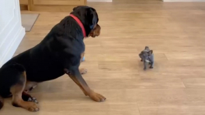 Illustration : "La réaction étonnante d'un grand Rottweiler lors de sa rencontre avec un minuscule chiot (vidéo)"