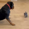 Illustration : La réaction étonnante d'un grand Rottweiler lors de sa rencontre avec un minuscule chiot (vidéo)