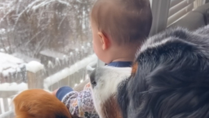 Illustration : "Cette chienne et ce bébé ont un rituel magnifique qui souligne leur grande amitié (vidéo)"