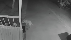 Illustration : "En pleine nuit, une femme surprend la chienne des voisins en train d’enterrer un trésor un peu particulier dans son jardin (vidéo)"