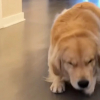 Illustration : "Ce Golden Retriever a une démarche à mourir de rire lorsqu'il a fait une grosse bêtise (vidéo)"