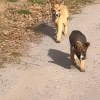 Illustration : "En chemin pour acheter des sucreries à ses collègues, une femme découvre deux chiots sur le bord de la route et décide de s'arrêter (vidéo)"