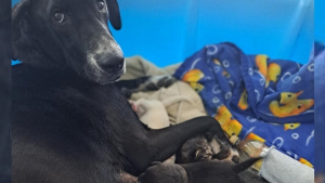 Illustration : "Déjà mère de 10 chiots, une chienne décide d’adopter un bébé improbable après avoir entendu ses pleurs déchirants"