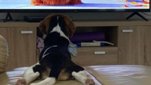 Illustration : "Un jeune Beagle adorable réagit avec passion et imite les scènes de son dessin animé préféré (vidéo)"
