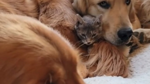 Illustration : "Ces deux Golden Retrievers adorent tellement ce chaton qu'ils se disputent sa garde de manière hilarante (vidéo)"