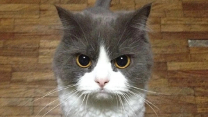 Illustration : "20 photos de chats qui restent adorables même quand ils sont fâchés"