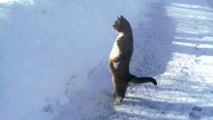 Illustration : "18 photos de chats curieux qui se prennent pour des suricates"