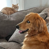 Illustration : "En admiration devant le chat de la maison, un Golden Retriever imite tous ses faits et gestes (vidéo)"