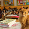 Illustration : "Ce chat errant a élu domicile dans une salle de classe, les élèves l'adorent"