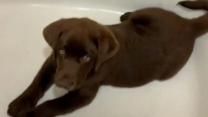 Illustration : "Ce chiot aime tellement le bain qu'il a fait de la baignoire son nouveau panier (vidéo)"