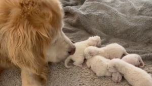 Illustration : "Lucy, la Golden Retriever qui a adopté une portée de chatons Ragdoll (vidéo)"