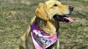 Illustration : "Ce Golden Retriever découvre les joies d'avoir un jardin pour la première fois (vidéo)"