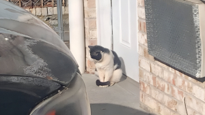 Illustration : "À la recherche d’un abri chaud, un chat errant frigorifié s’assoit devant une porte en espérant trouver de l’aide"