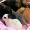Illustration : "Amie depuis longtemps avec un lapin, cette chatte lui fait une place de choix au sein de sa portée (vidéo)"