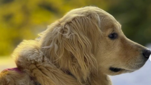 Illustration : "Ce Golden Retriever ne contrôle plus l'amour qu'il a pour son maître quand il rentre du travail (vidéo)"