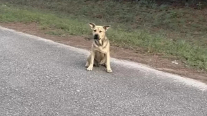 Illustration : "Sollicitant de l’aide, ce chien errant a atterri au bon endroit pour entamer le nouveau chapitre de sa vie"