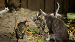 Illustration : "Fascinés par une grande ressemblance, des bénévoles tentent un rapprochement entre une chatte et trois chatons"