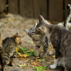 Illustration : "Fascinés par une grande ressemblance, des bénévoles tentent un rapprochement entre une chatte et trois chatons"