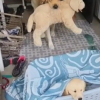 Illustration : "L'extase de ce Golden Retriever à l'arrivée d'un nouveau chiot dans la famille (vidéo)"