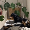 Illustration : "Jaloux de son frère canin qui a besoin d’un produit spécial pour la peau, ce Teckel réclame avec insistance un traitement égalitaire (vidéo)"