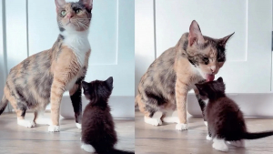 Illustration : "Après avoir créé un lien fort au sein de leur famille d’accueil, ces 2 chattes découvrent le bel avenir qui leur est réservé (vidéo)"