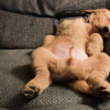 Illustration : "20 photos de chiens et de chats pour qui la sieste n’attend pas"