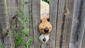 Illustration : "20 photos d’adorables chiens rencontrés au hasard"