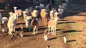 Illustration : "Une vidéo montrant des « chats de berger » gardant des moutons fascine les internautes"