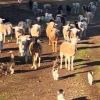 Illustration : "Une vidéo montrant des « chats de berger » gardant des moutons fascine les internautes"