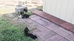 Illustration : "Voyant la présence de chats se multiplier dans un jardin de leur quartier, des habitants découvrent une vaste cachette sous une maison "