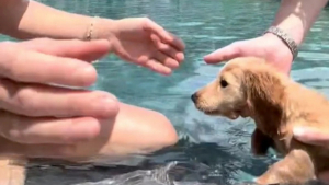 Illustration : "Un chiot Teckel découvre la natation pour la première fois dans une vidéo touchante"