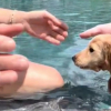 Illustration : "Un chiot Teckel découvre la natation pour la première fois dans une vidéo touchante"