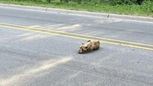 Illustration : "Une chienne sauvée in extremis après s'être écroulée de fatigue et de faim au milieu de la route "